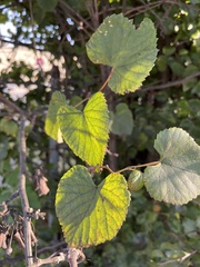 Vitis cinerea