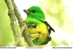 Chlorophonia occipitalis