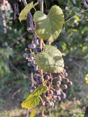 Vitis cinerea