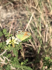 Callophrys gryneus
