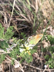 Callophrys gryneus