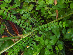 Zanthoxylum avicennae