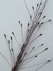 Digitaria cognata