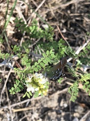 Callophrys gryneus