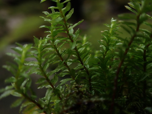 Image of Oligotrichum parallelum by no rights reserved
