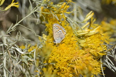 Plebejus melissa