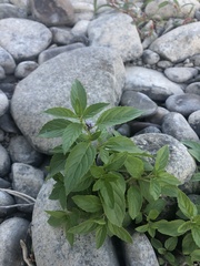 Mentha canadensis