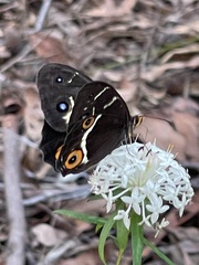 Tisiphone abeona morrisi