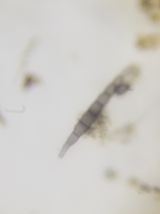 Amniculicolaceae