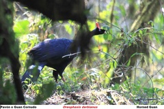 Oreophasis derbianus