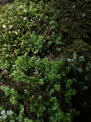 Image of Oligotrichum parallelum by no rights reserved