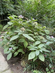 Hydrangea