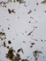 Amniculicolaceae