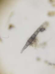 Amniculicolaceae