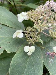 Hydrangea