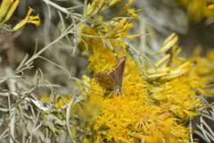 Plebejus melissa