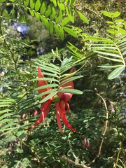 Clianthus puniceus