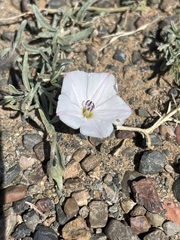 Convolvulus ammannii