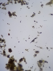 Amniculicolaceae