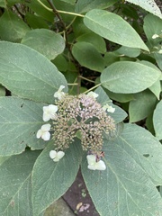 Hydrangea