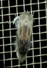 Acrolophinae