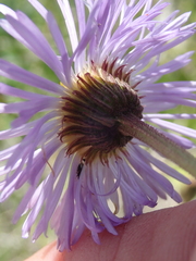 Erigeron
