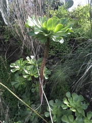 Aeonium