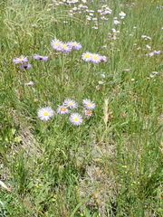 Erigeron