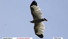 Pseudastur albicollis