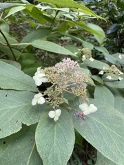 Hydrangea