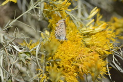 Plebejus melissa