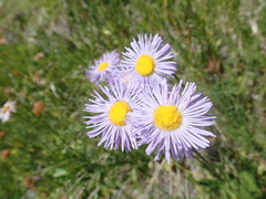 Erigeron