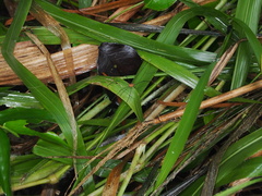 Pseudogagrella splendens