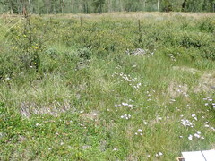 Erigeron