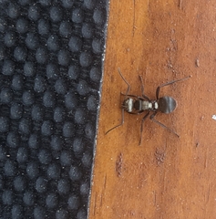 Polyrhachis daemeli