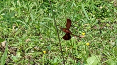 Neurothemis ramburii