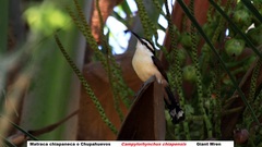 Campylorhynchus chiapensis