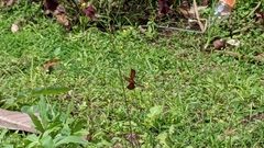 Neurothemis ramburii