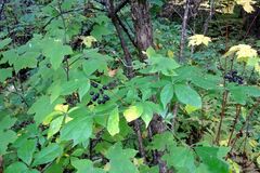 Eleutherococcus senticosus