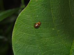 Celyphus difficilis