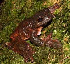 Ecnomiohyla salvaje