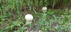 Lycoperdon excipuliforme