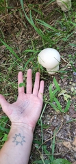 Lycoperdon excipuliforme