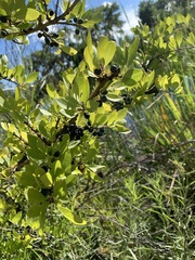 Forestiera pubescens