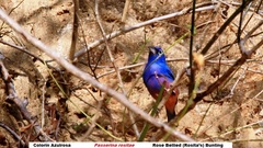 Passerina rositae