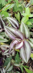 Tradescantia zebrina