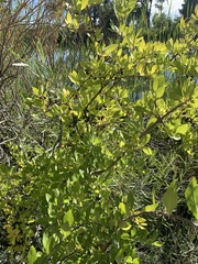 Forestiera pubescens
