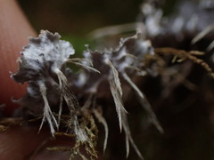 Peltigera collina