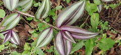 Tradescantia zebrina