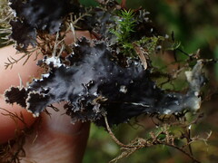 Peltigera collina